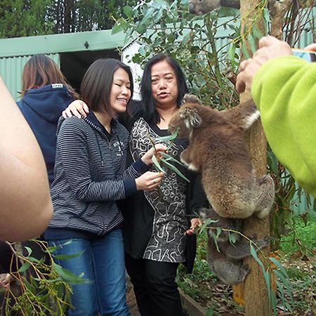 Lavers Hill Fauna Australia Wildlife Retreat מראה חיצוני תמונה