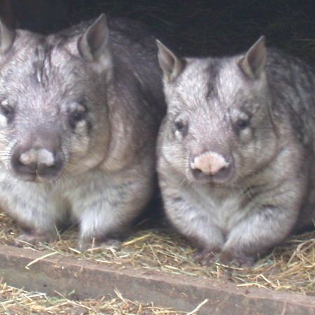 Lavers Hill Fauna Australia Wildlife Retreat מראה חיצוני תמונה
