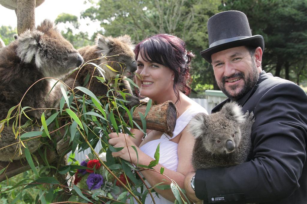 Lavers Hill Fauna Australia Wildlife Retreat מראה חיצוני תמונה