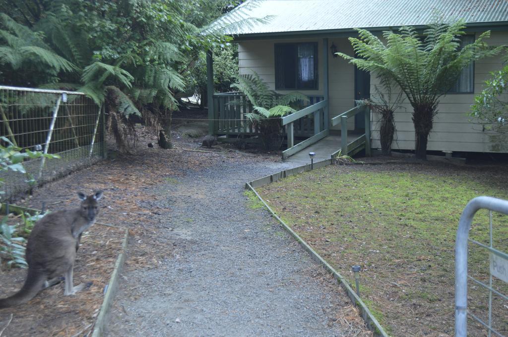Lavers Hill Fauna Australia Wildlife Retreat מראה חיצוני תמונה