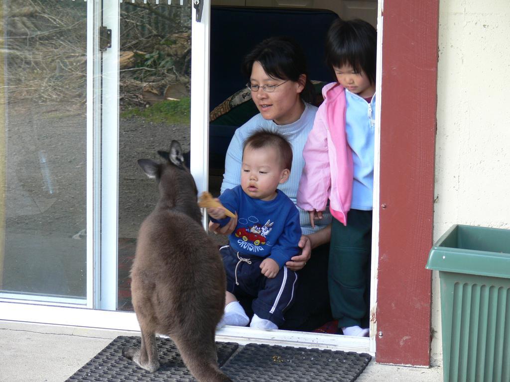 Lavers Hill Fauna Australia Wildlife Retreat מראה חיצוני תמונה
