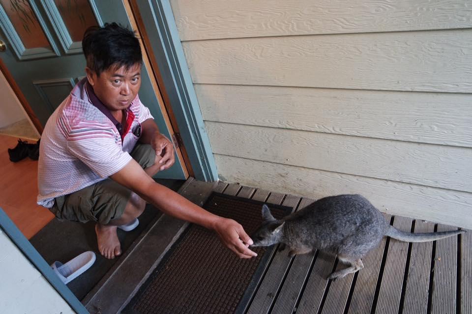 Lavers Hill Fauna Australia Wildlife Retreat מראה חיצוני תמונה