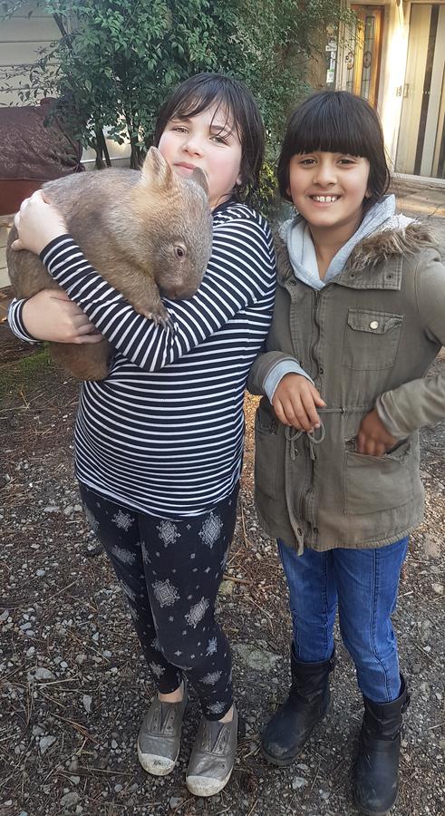 Lavers Hill Fauna Australia Wildlife Retreat מראה חיצוני תמונה