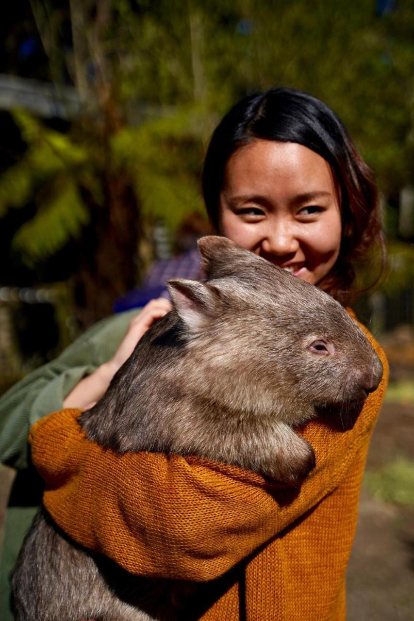 Lavers Hill Fauna Australia Wildlife Retreat מראה חיצוני תמונה