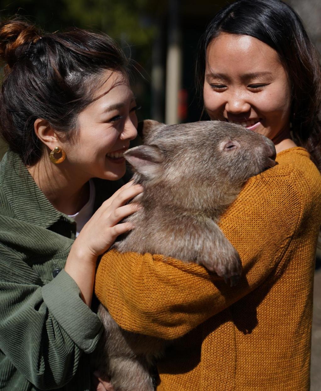 Lavers Hill Fauna Australia Wildlife Retreat מראה חיצוני תמונה