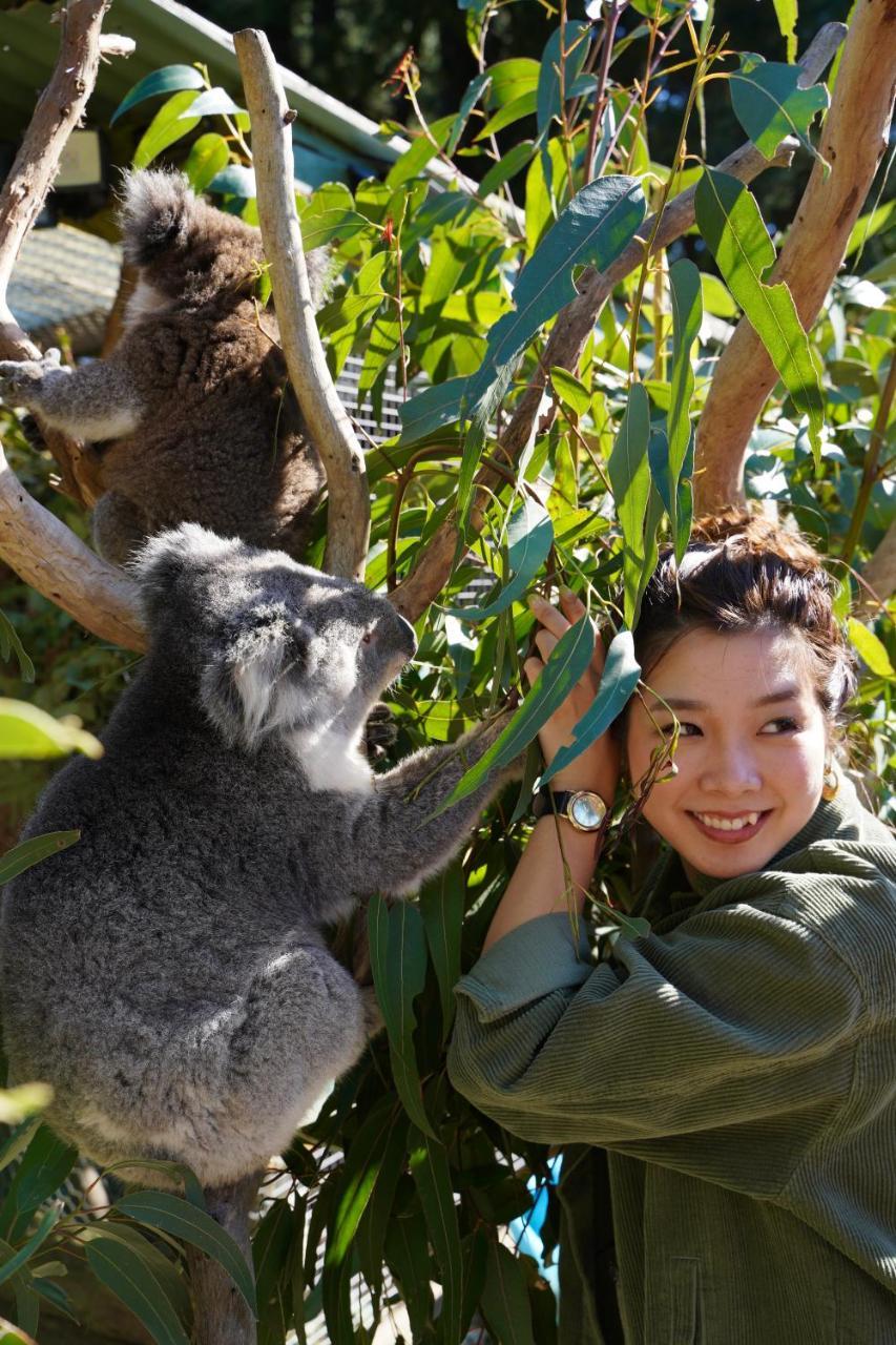 Lavers Hill Fauna Australia Wildlife Retreat מראה חיצוני תמונה